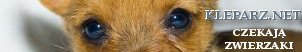 samochody osobowe, osob�wki, terne�wki, Koty, koteczki, adopcje kot�w, karam dla kot�w, dla kot�w, Kuchnia, przepisy, gastronomia ,loklae, warszawa, KRak�w , T�umacz niemieckiego , szko�a jezyk�w obcych Krak�w e-learing, t�umaczenia niemiecki Kazania i homilie