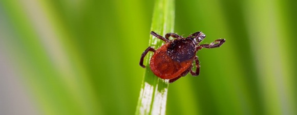 Komunikaty PR Bezpieczna wiosna, czyli jak uchronić się przed kleszczami Zdrowie, LIFESTYLE - Koronawirus od wielu miesięcy skoncentrował uwagę opinii publicznej na trwającej pandemii. Tymczasem, w sezonie wiosennym ? choć same są małe ? to nadal niezmiennie stanowią bardzo duże zagrożenie. Mowa o bytujących w lasach, czy na łąkach, ale również w miastach: kleszczach.